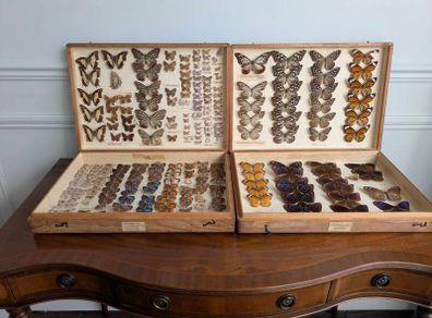 Antique Taxidermy Butterflies