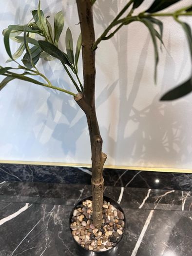 plant and