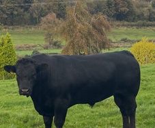 Aberdeen Angus Bull
