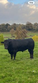 Aberdeen Angus Bull