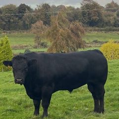Aberdeen Angus Bull