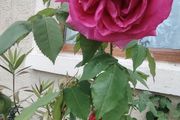Roze plant