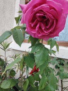 Roze plant