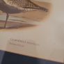 Vintage framed ornithological print Image 2