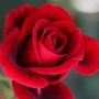 rosie1266