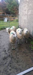 Lieyn Rams For Sale
