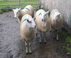 Lieyn Rams For Sale