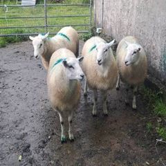 Lieyn Rams For Sale