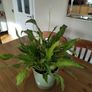 Peace lily plant Image 2