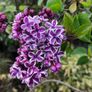 Portuguese Laurel Hedging from 5 euro Image 3