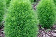 (C) Summer cypress Burning Bush seeds 1g (414567)