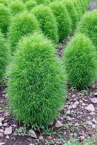 (C) Summer cypress Burning Bush seeds 1g (414567)