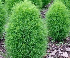(C) Summer cypress Burning Bush seeds 1g (414567)