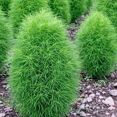 (C) Summer cypress Burning Bush seeds 1g (414567)