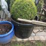 box hedge Image 3