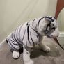XXL plush white tiger Image 3