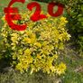 plant Image 2