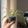 spider plant Image 2
