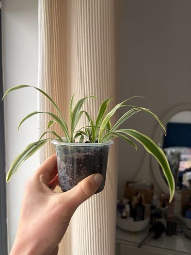 spider plant