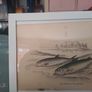 Antique fish prints 1840 Image 4