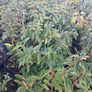 Portuguese Laurel Image 2