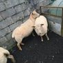 4 ewes inlamb Image 5