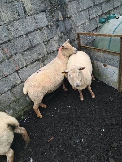 4 ewes inlamb