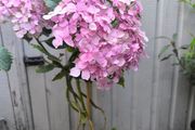 garden plants
