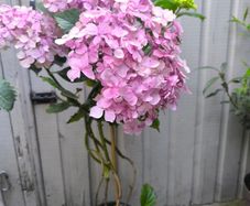 garden plants