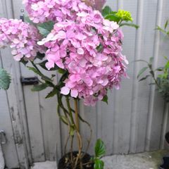 garden plants
