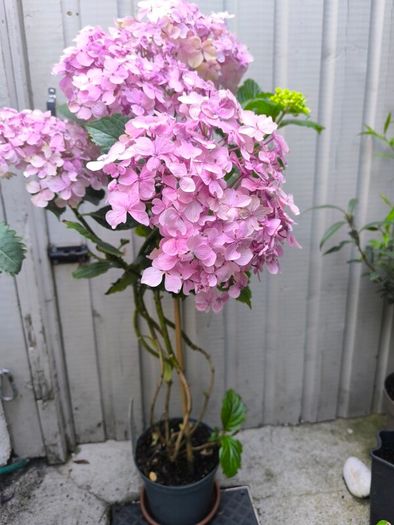 garden plants
