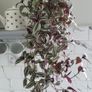 Trailing house plants.Mature and young. Image 2