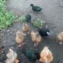 ducks for sale Image 4
