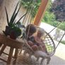 Macrame Hanging Swing Chair / Cushions / Delivery Image 2