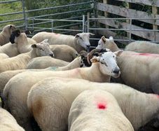 Sheep