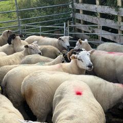 Sheep