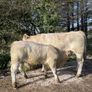 Charlois bull calf Image 2