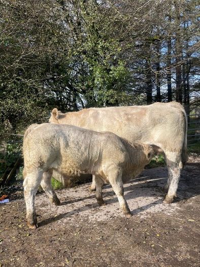 Charlois bull calf