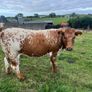Cattle Image 6