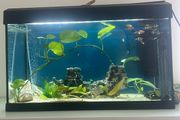 125 Litre Tank Setup