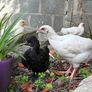 5 wk old pet roosters Image 2