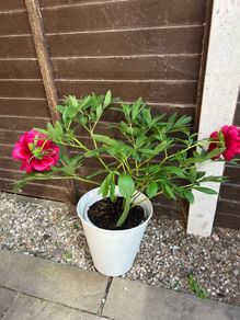 Peony flower