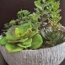 Artificial Plant/Mini Garden of Succulents of Different Varieties & Sizes Image 2