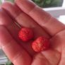 Wild Strawberry plant seedlings bare root Image 7