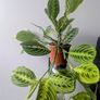 Marantha Lemon Lime Plant Image 2