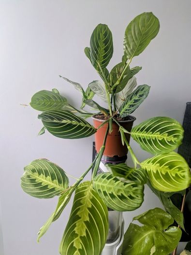 Marantha Lemon Lime Plant