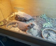 bearded dragon