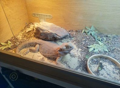 bearded dragon