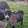 pygmy  goats purebred Image 2