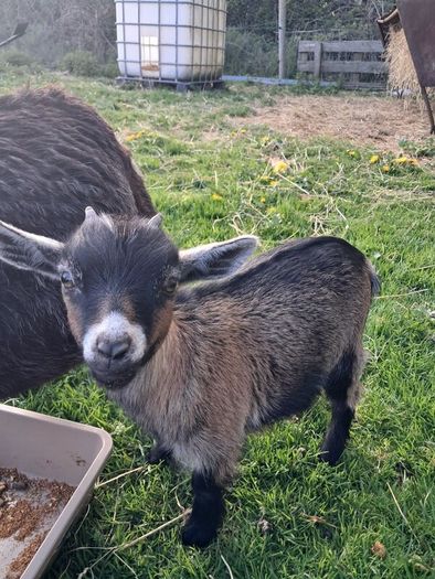 pygmy  goats purebred